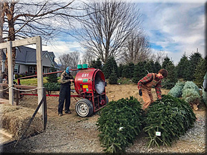 Boone NC Wholesale Christmas Trees