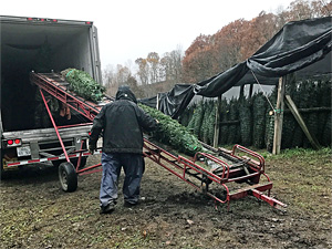 Wholesale Christmas Trees From North Carolina
